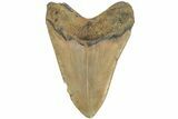 Fossil Megalodon Tooth - North Carolina #204563-2
